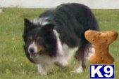 Border Collie Puppies for Sale